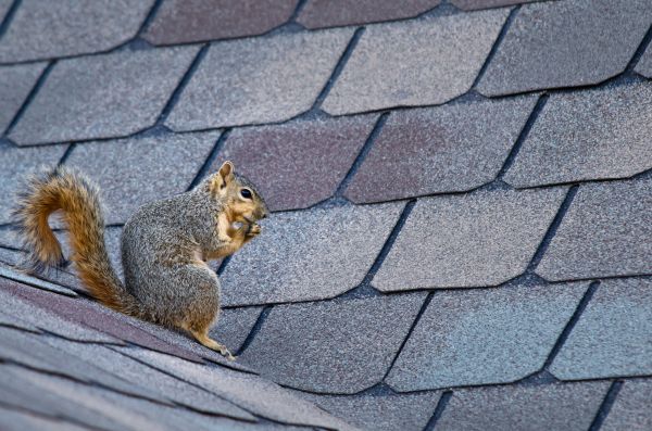 Fayetteville Wildlife Removal