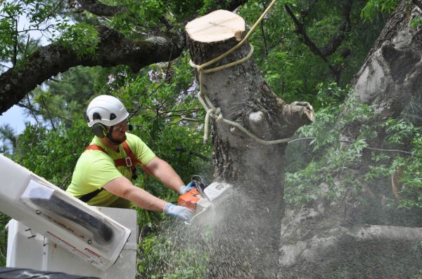 Fayetteville Tree Trimming